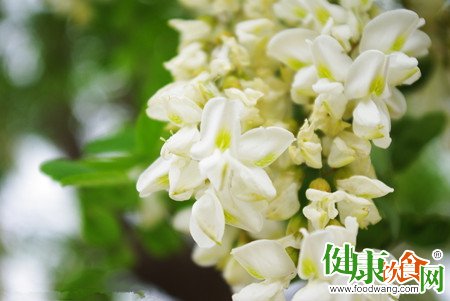 春夏之交非常适合吃一点槐花
