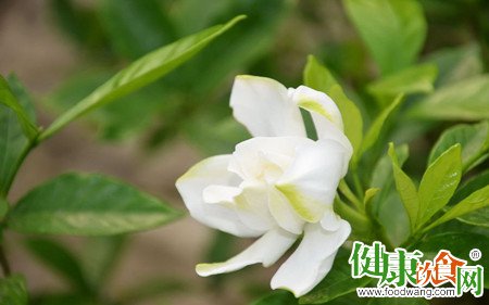 吃山栀花是一件很优雅的事
