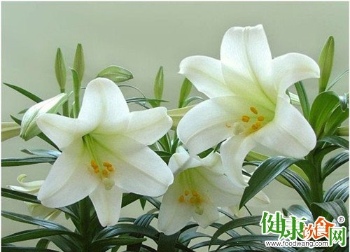 宜于秋季养生的药食:百合