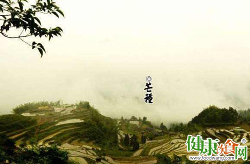 芒种时节养生保健有五要点