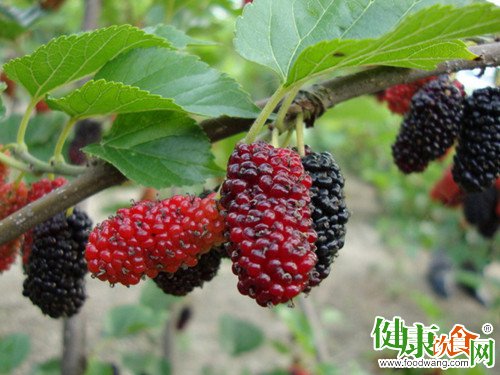 马桑果“神似”桑葚误食会中毒
