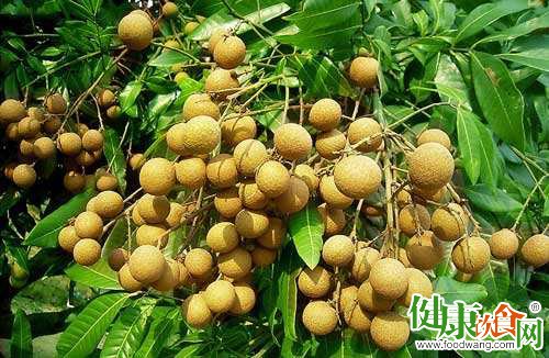 节气与饮食:白露必吃龙眼