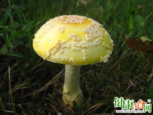 土法鉴别毒蘑菇不可靠